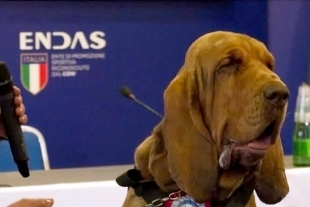 Bruno” participó en decenas de misiones para localizar desaparecidos, incluidos ancianos con Alzheimer
