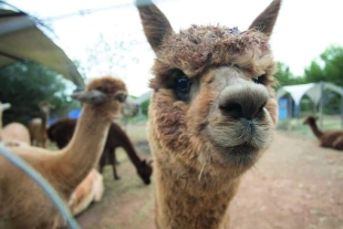 Los animales que dieron positivo el pasado 16 de mayo se encontraban en una granja del estado de Idaho