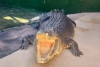 ¡HASTA SIEMPRE, “BURT”! Muere reptil gigante que protagonizara “Cocodrilo Dundee”
