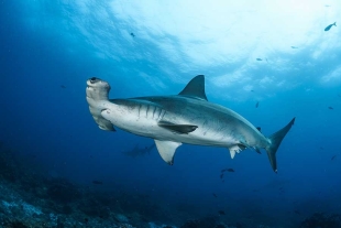 ¡Terrible! Costa Rica declara en peligro de extinción a tres especies de tiburón