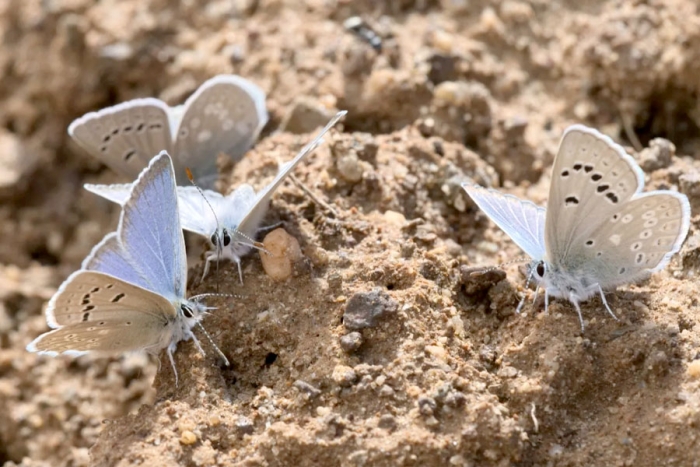 450 especies de mariposas en declive debido a las altas temperaturas en EUA