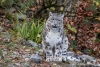 WWF logra grabar a una camada grande de leopardo de las nieves