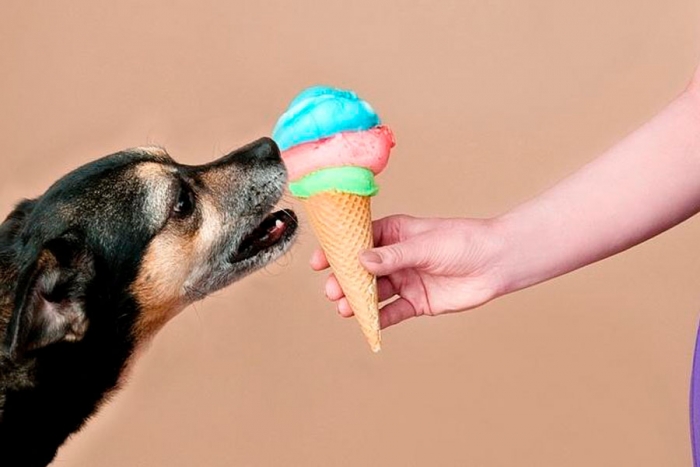 ¿Que es la diabetes canina, causas y diagnóstico?