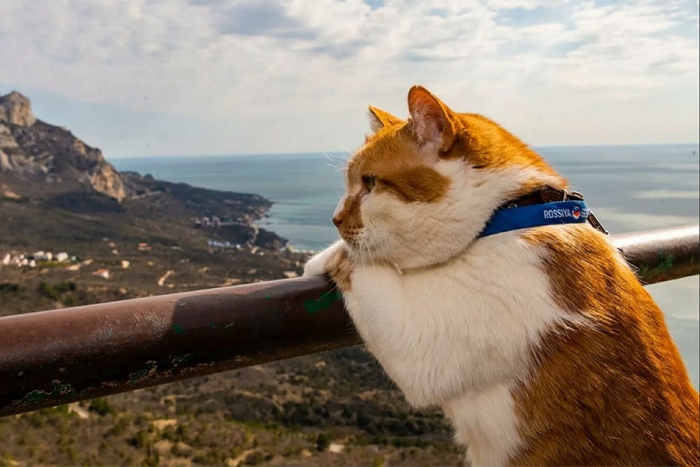 De obrero a periodista: la trayectoria del felino más famoso de Rusia