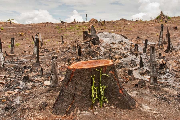 Están amenazando gravemente el ecosistema del Amazonas