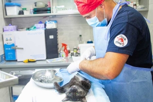 La felina presentaba lesiones en sus extremidades, mismas que fueron intervenidas oportunamente gracias al trabajo del equipo de rescate. 