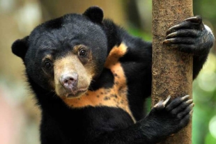¿Oso o persona disfrazada? Zoológico de China desata polémica entre los internautas