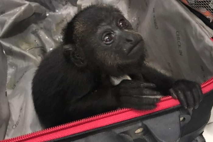 Rescatan a monos aulladores del interior de una maleta en Quintana Roo