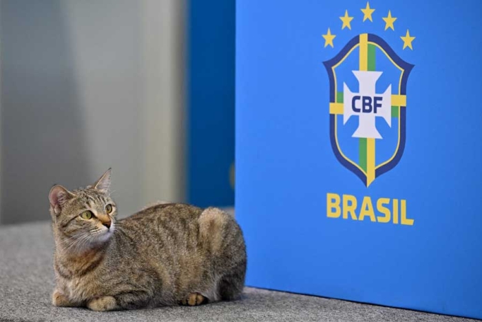 ¡La maldición continúa! Confederación brasileña de fútbol recibe multa por maltrato animal