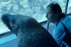 Un león marino sale a pasear por un acuario