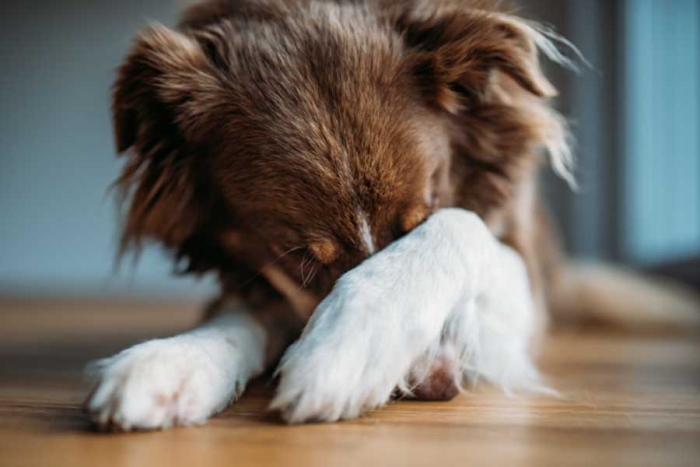 ¡Ojo aquí! Médicos no recomiendan abrazar a las mascotas cuando truenen cohetes