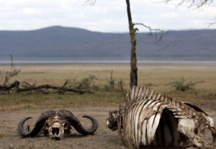 ¡Oh, no! La sequía en Kenia ha matado más de mil animales salvajes