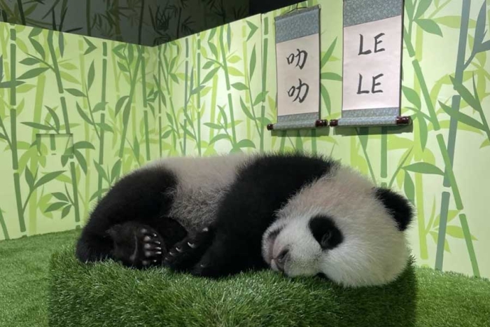 ¡De vuelta a casa! Singapur devolverá a china el primer panda nacido en la isla