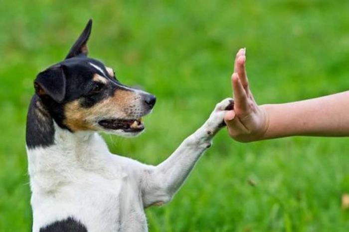 Gobierno español da luz verde a la primera ley de derechos animales