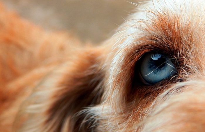 ¡Cuidado! Esta enfermedad puede dejar ciego a un perro desde el nacimiento