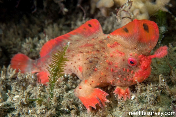 Los peces con manos de Tasmania