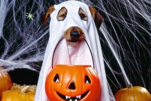 Descubre los disfraces para mascotas más buscados de este Halloween 2020