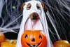 Descubre los disfraces para mascotas más buscados de este Halloween 2020