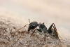 Descubren que las hormigas siguen las leyes de la física para construir sus túneles