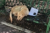 “Por favor, adóptame”; abandonan a perro maltratado con una nota en la CDMX