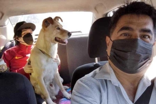 ¡Aplausos! taxista de la CDMX ofrece servicio exclusivo para mascotas