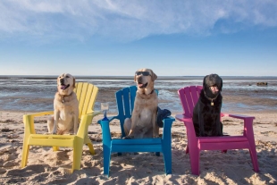 Échale un vistazo a estas 5 playas especiales para perros aquí en México