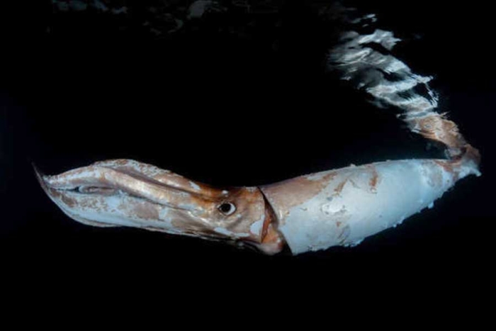 “Era enorme”: buceadores captan a un calamar gigante frente a costas de Japón