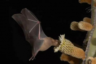 Investigador pone en marcha proyecto a favor de los murciélagos