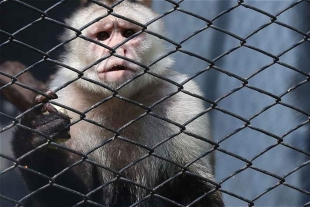 Traficaban drogas y monos araña; fueron detenidos