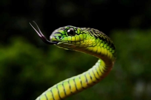 Estos reptiles son muy susceptibles a la crisis, respondiendo negativamente a los cambios térmicos
