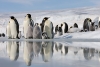Descubren altos niveles de microplásticos en la dieta de los pingüinos antárticos