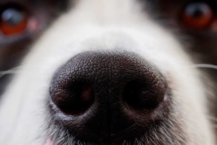 Los perros tienen la capacidad de detectar calor a través del olfato