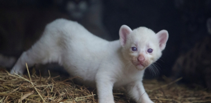 ¡Ternurita! Cachorro de puma albino nace en Zoológico de Nicaragua