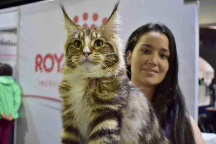 ¡Atención michi lovers! Está todo listo para el concurso Expo Show Internacional de Gatos