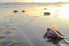 México incumple con regulación para proteger a las tortugas
