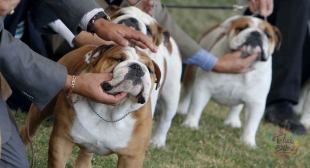 Exposición canina UAEMEXCAN 2022: Conoce cuándo y dónde visitarla