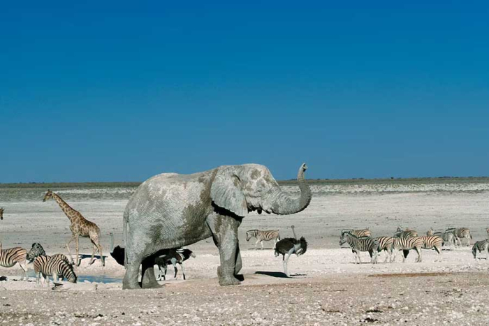 Un mapa del sodio en África muestra que allí donde hay mayor disponibilidad es donde prosperan los grandes herbívoros