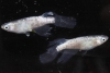 GLI3: el mecanismo genético compartido entre las aletas de los peces y los dedos humanos
