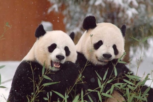 ¡De regreso a China! Suspenden programa de pandas en el zoológico de Washington