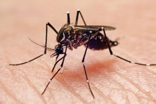 Mosquitos con modificación genética repelen el dengue