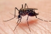 Mosquitos con modificación genética repelen el dengue