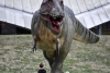 ¡No eran tan rápidos! Tiranosaurio Rex caminaba a la velocidad del ser humano