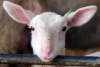Inscriben a 15 ovejas como alumnas en una clase para evitar que eliminaran la materia