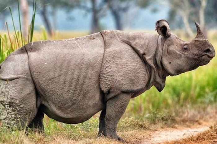 Captan a dos crías de rinoceronte de Java, especie en peligro de extinción