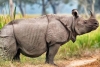 Captan a dos crías de rinoceronte de Java, especie en peligro de extinción