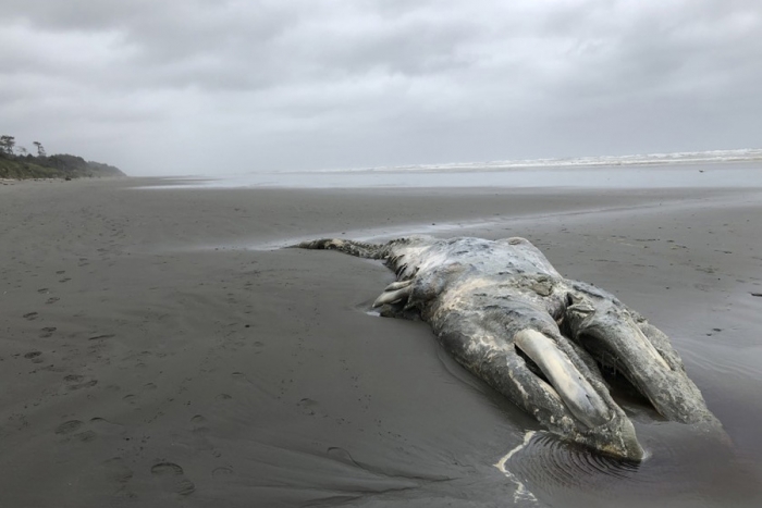 Disminuye población de ballena gris en costa oeste de EUA