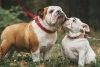 ¿Adiós al Bulldog Inglés? Veterinarios piden dejar de criarlos y comprarlos