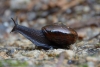 ¡¿Qué?! Caracol de Nueva Zelanda sorprende al poner un huevo desde su cuello