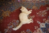 ¡De no creerse! irán planea prohibir perros y gatos como mascotas por “peligrosos e impuros”