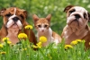 Desparasitar a tu mascota en primavera le ayudará para evitar enfermedades